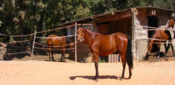 HARAS DE BOIS SOLEIL – CENTRE EQUESTRE lou bastidou