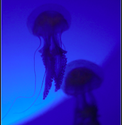 MUSEE OCEANOGRAPHIQUE lou bastidon